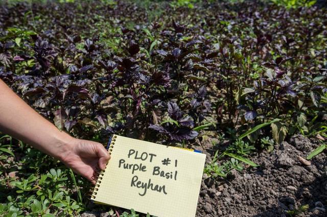pest control plant Green Guard Natural Pest Control Spray
