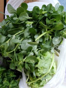 Purslane. Photographs taken by Rosenthal. July 2014.